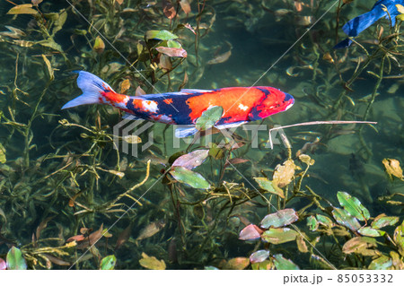 《岐阜県》モネの池・秋 85053332