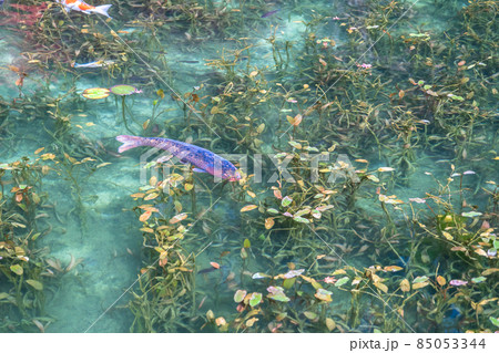 《岐阜県》モネの池・秋 《岐阜県》モネの池・秋 85053344