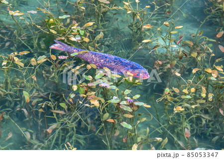 《岐阜県》モネの池・秋 85053347