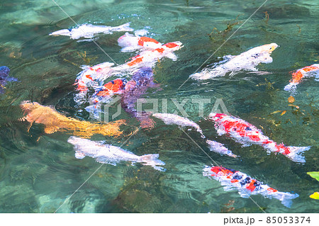 《岐阜県》モネの池・秋 85053374