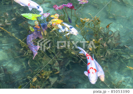 《岐阜県》モネの池・秋 《岐阜県》モネの池・秋 85053390