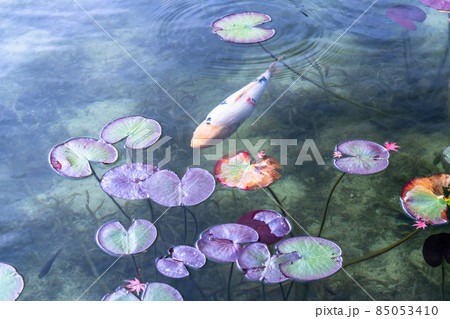 《岐阜県》モネの池・秋 85053410