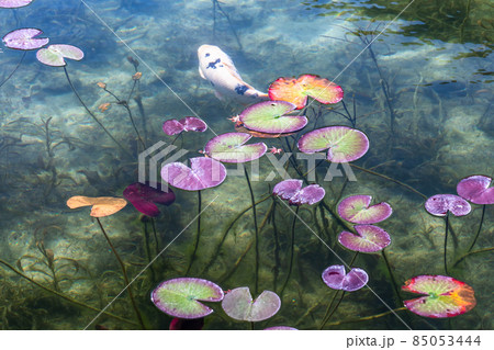 《岐阜県》モネの池・秋 85053444