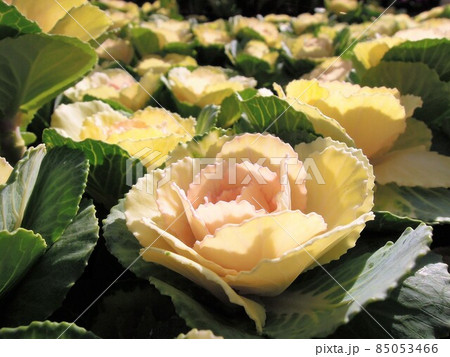たくさん並んだ葉牡丹の花 たくさん並んだ葉牡丹の花 85053466