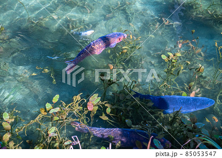 《岐阜県》モネの池・秋 85053547