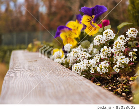 寺池花壇白い小花 85053605