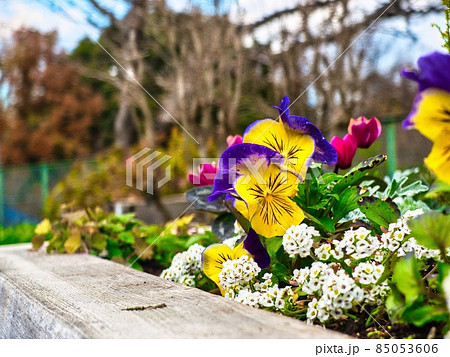 寺池花壇黄色花 寺池花壇黄色花 85053606