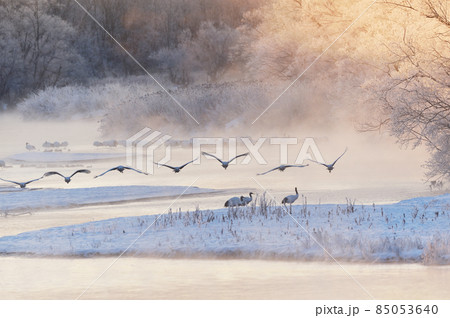 樹氷に囲まれたねぐらから飛び立つタンチョウ（北海道・鶴居） 85053640