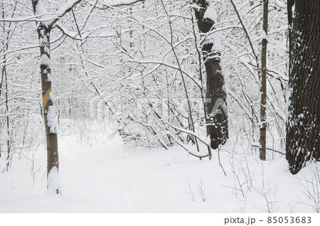 Winter landscape with a park after snowstorm 85053683