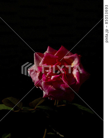 花のアップ素材 85053693