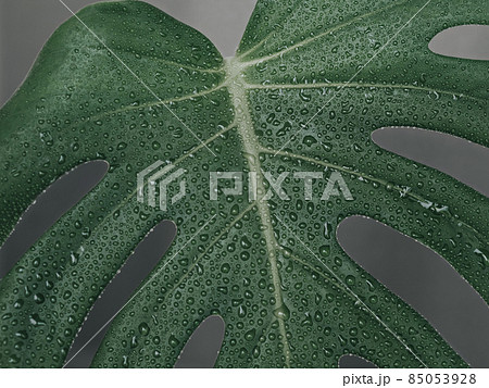 Tropical leaves monstera with drops on gray background. Tropical leaves monstera with drops on gray background. 85053928