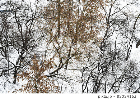 twisted tree branches in snow-covered city garden twisted tree branches in snow-covered city garden 85054162