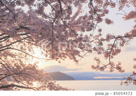 滋賀県高島市高海津大崎の桜と竹生島を撮影 滋賀県高島市高海津大崎の桜と竹生島を撮影 85054572