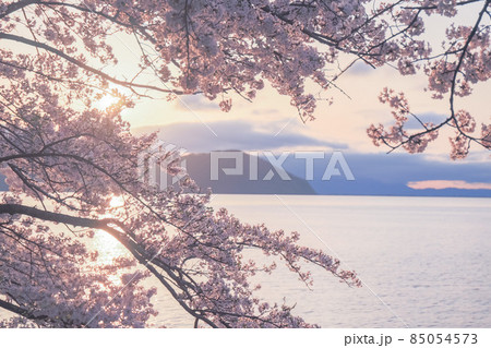滋賀県高島市高海津大崎の桜と竹生島を撮影 滋賀県高島市高海津大崎の桜と竹生島を撮影 85054573