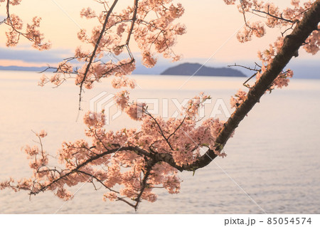 滋賀県高島市高海津大崎の桜と竹生島を撮影 滋賀県高島市高海津大崎の桜と竹生島を撮影 85054574