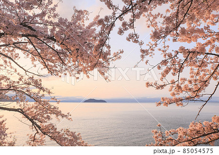 滋賀県高島市高海津大崎の桜と竹生島を撮影 滋賀県高島市高海津大崎の桜と竹生島を撮影 85054575