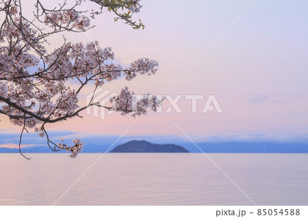 滋賀県高島市高海津大崎の桜と竹生島を撮影 滋賀県高島市高海津大崎の桜と竹生島を撮影 85054588