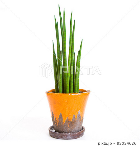 観葉植物、サンセベリアの鉢植え【白背景】 85054626
