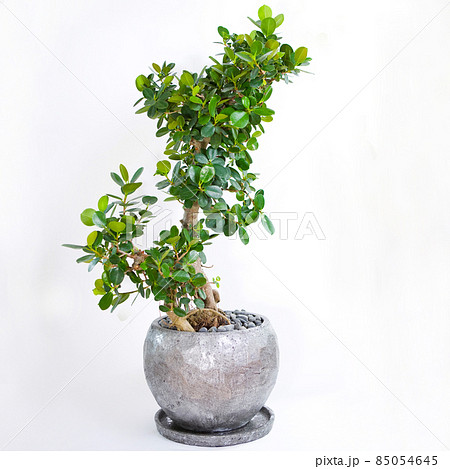 観葉植物、丸葉がかわいいパンダガジュマルの鉢植え【白背景】 観葉植物、丸葉がかわいいパンダガジュマルの鉢植え【白背景】 85054645