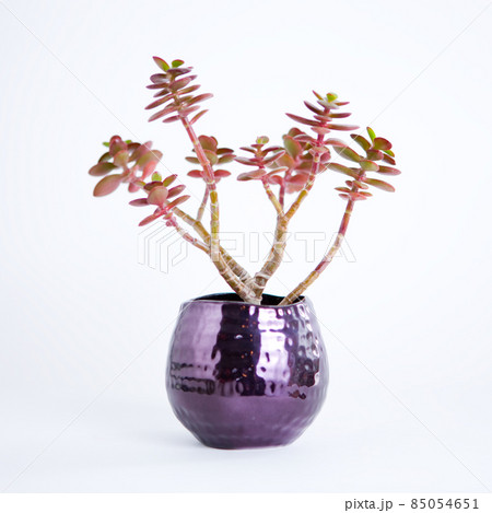 クラッスラの植え込み クラッスラの植え込み 85054651
