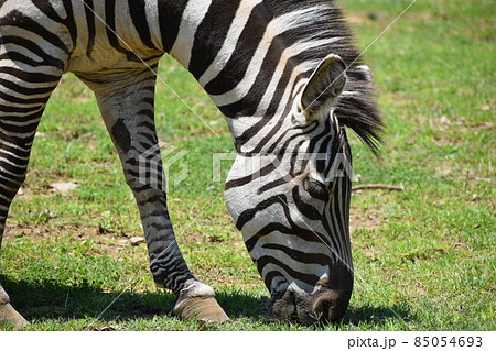 食事中のシマウマ 85054693