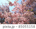 春桜の季節に 85055158