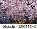 夜桜の宴 85055648