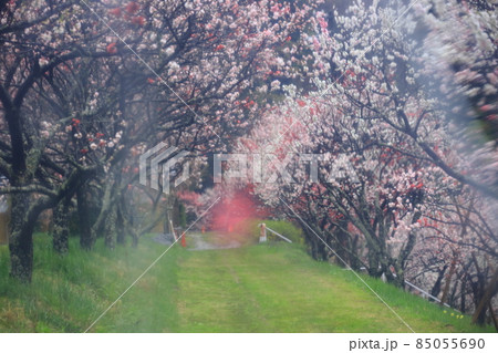 朝霧にしっとりと濡れた花桃の里 朝霧にしっとりと濡れた花桃の里 85055690