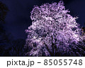 妖艶の夜桜 85055748