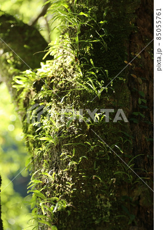 シラカシの大木の幹に生える、ノキシブ シラカシの大木の幹に生える、ノキシブ 85055761