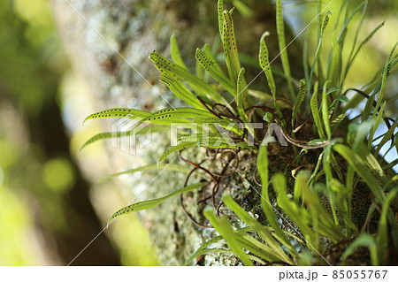 シラカシの大木の幹に生える、ノキシブ 85055767