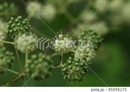 白い、小さな花がたくさん集まって咲く、ウド 85056172