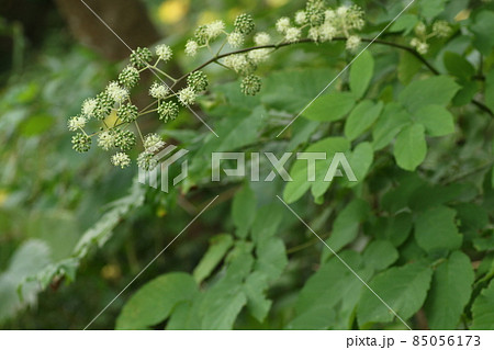 白い、小さな花がたくさん集まって咲く、ウド 85056173