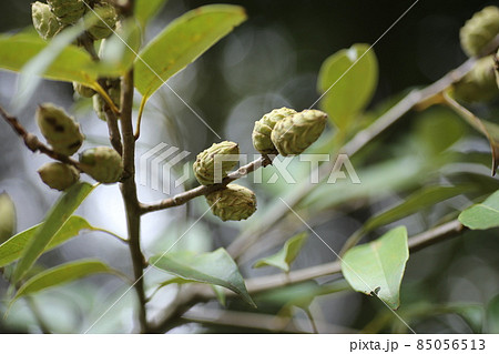 緑色の殻に包まれた、シイの実 85056513