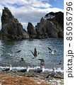 浄土ヶ浜のカモメ 85056796