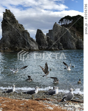 浄土ヶ浜のカモメ 85056796
