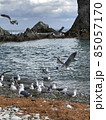 海とカモメ 85057170