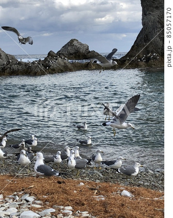 海とカモメ 85057170