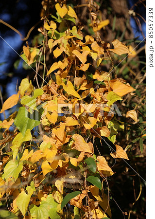 黄色く紅葉した、ヤマノイモにそっくりな、オニドコロ 85057339