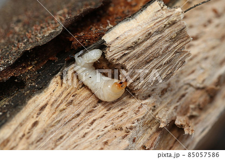 シラカシの原木の中から出てきた カミキリムシの幼虫の写真素材