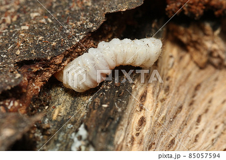 シラカシの原木の中から出てきた、カミキリムシの幼虫 シラカシの原木の中から出てきた、カミキリムシの幼虫 85057594