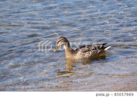 琵琶湖で越冬するマガモのメス 85057669