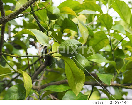 緑色の新鮮なレモンの実 85058546