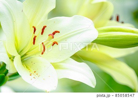 白いユリ 85058547