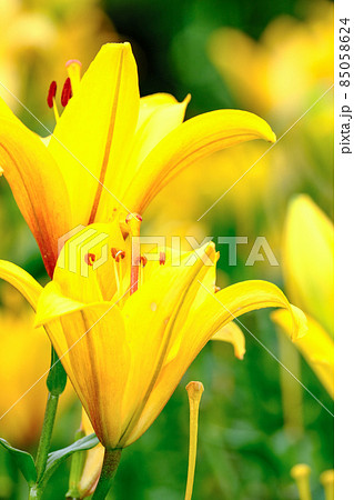 黄色いユリ 黄色いユリ 85058624