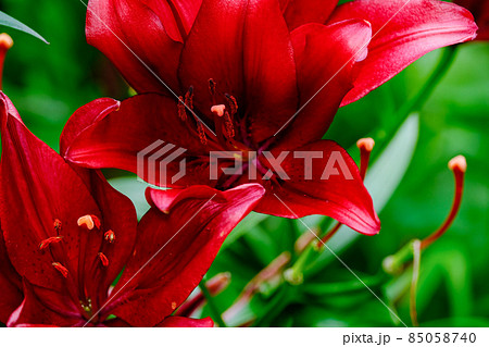 赤いユリ 85058740