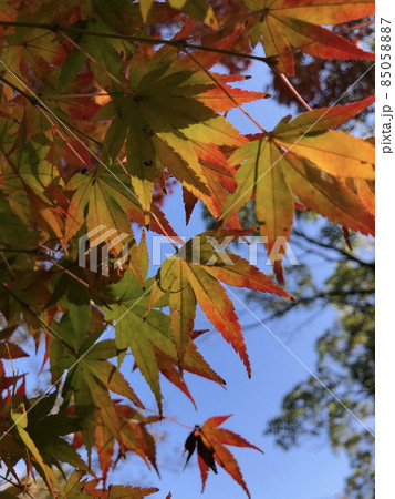 青空を背景にした紅葉 静岡県三島市 水の苑緑地 青空を背景にした紅葉 静岡県三島市 水の苑緑地 85058887