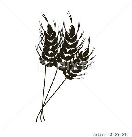 wheat ears in a bundle,vector illustration wheat ears in a bundle,vector illustration 85059010