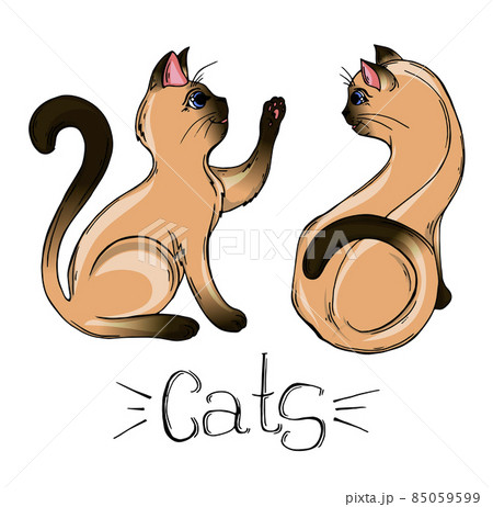 Vector Drawing Of A Siamese Cat Cartoon Catのイラスト素材
