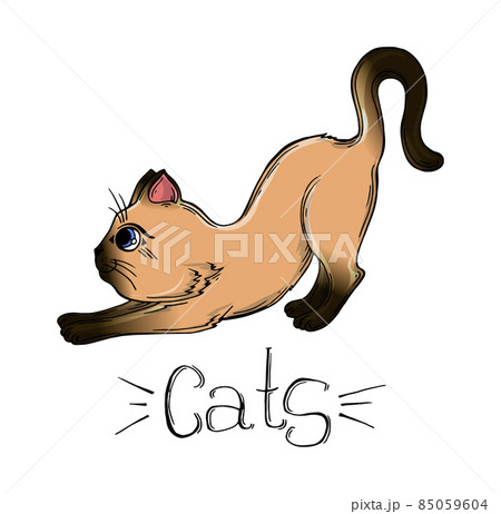 Vector Drawing Of A Siamese Cat Cartoon Catのイラスト素材